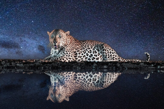 fotoreise-suedafrika-fotosafari-zululand-Fotoreise-Leopard-Nacht