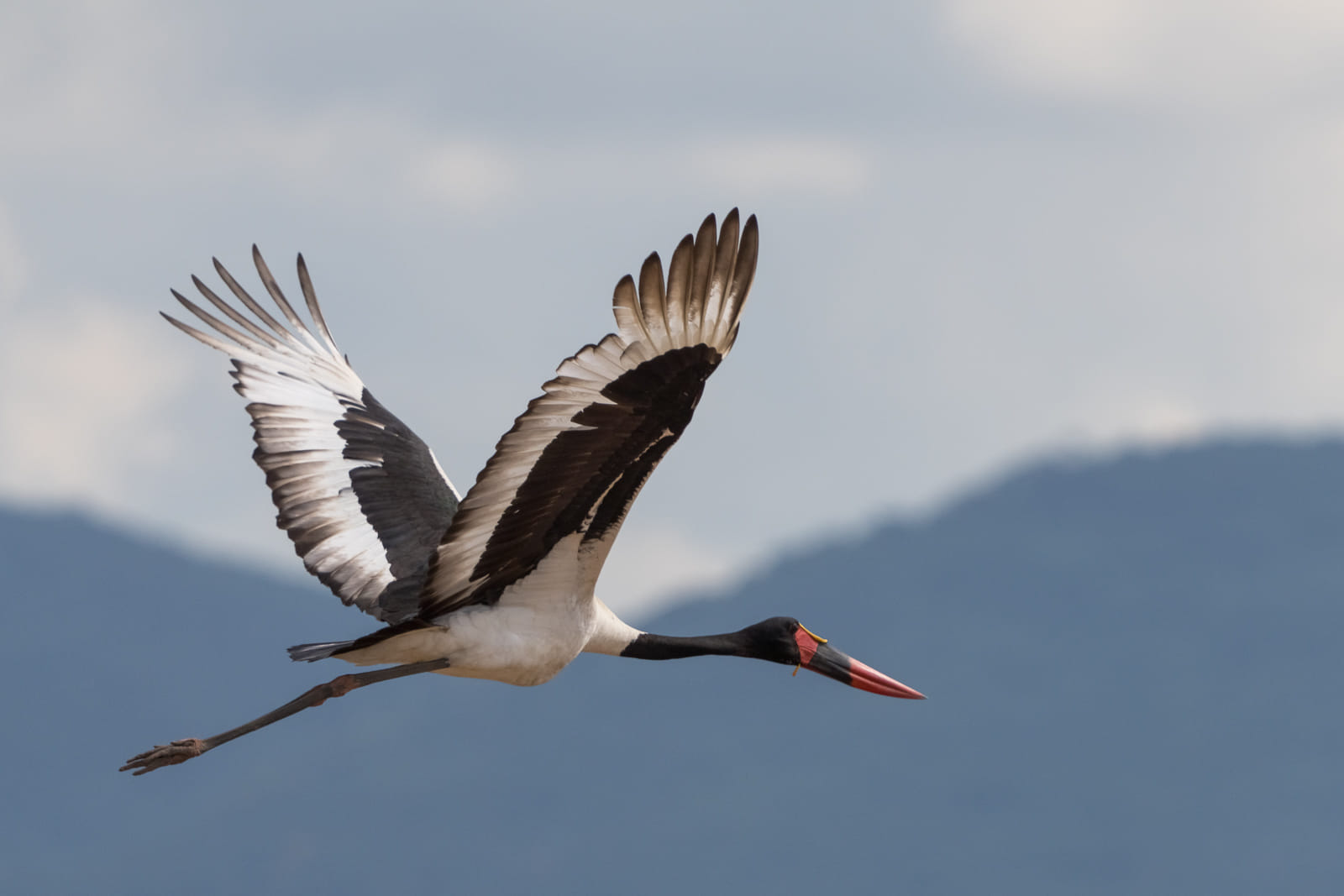 Fotoreise-Sambia-Tierfotografie-14