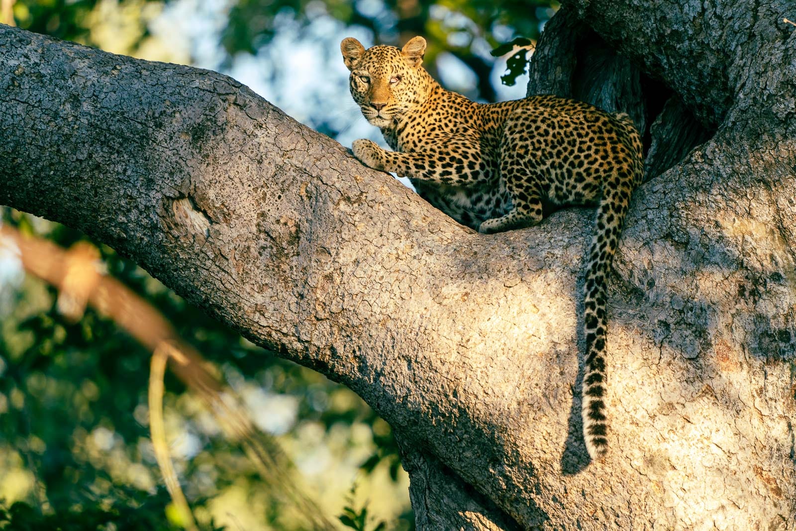 Wir genießen unsere Zeit im Lower Zambezi Nationalpark. Heute Nachmittag fahren wir wieder mit unseren Booten raus in die Wildnis.