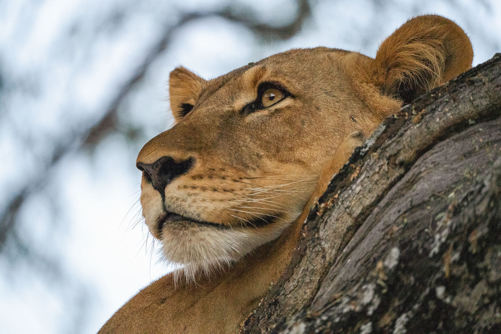 Fotoreise-Sambia-Tierfotografie-25