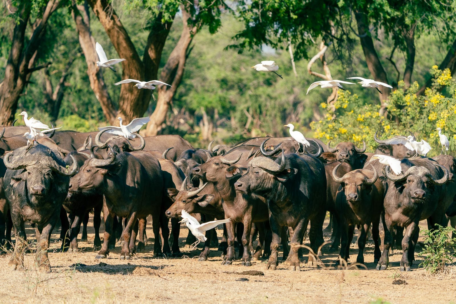 Fotoreise-Sambia-Tierfotografie-9