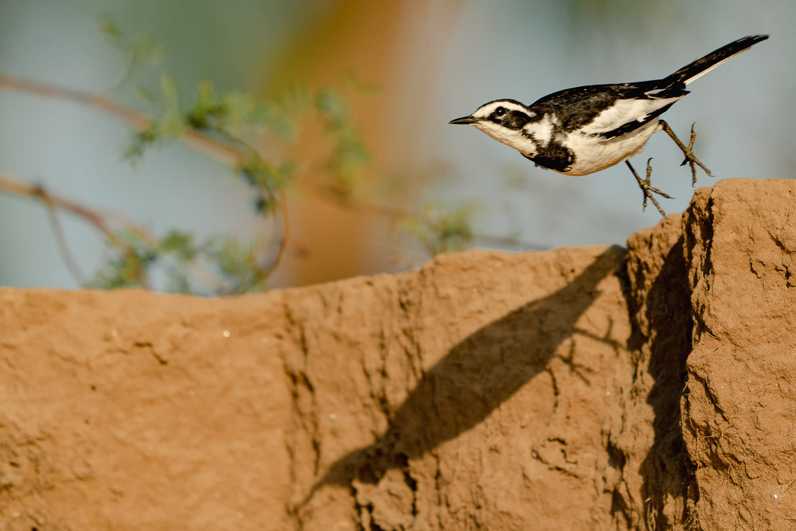 Fotosafari-Sambia-Bienenfresser-14