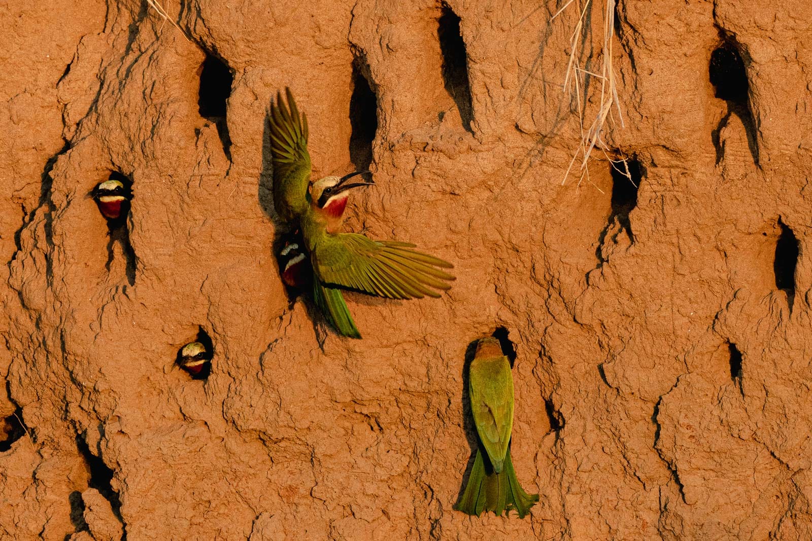 Fotosafari-Sambia-Bienenfresser-6