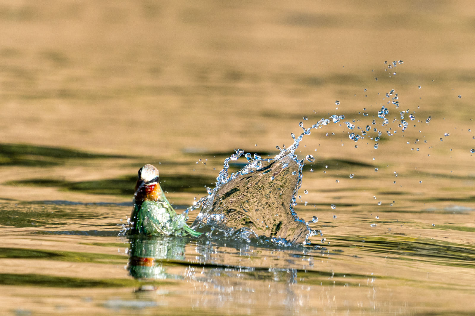Fotosafari-Sambia-Fotoworkshop-10