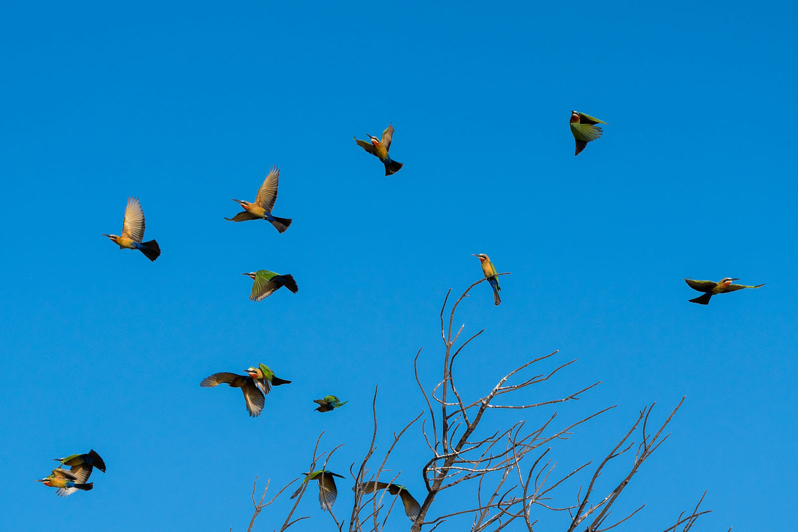 Fotosafari-Sambia-Fotoworkshop-19