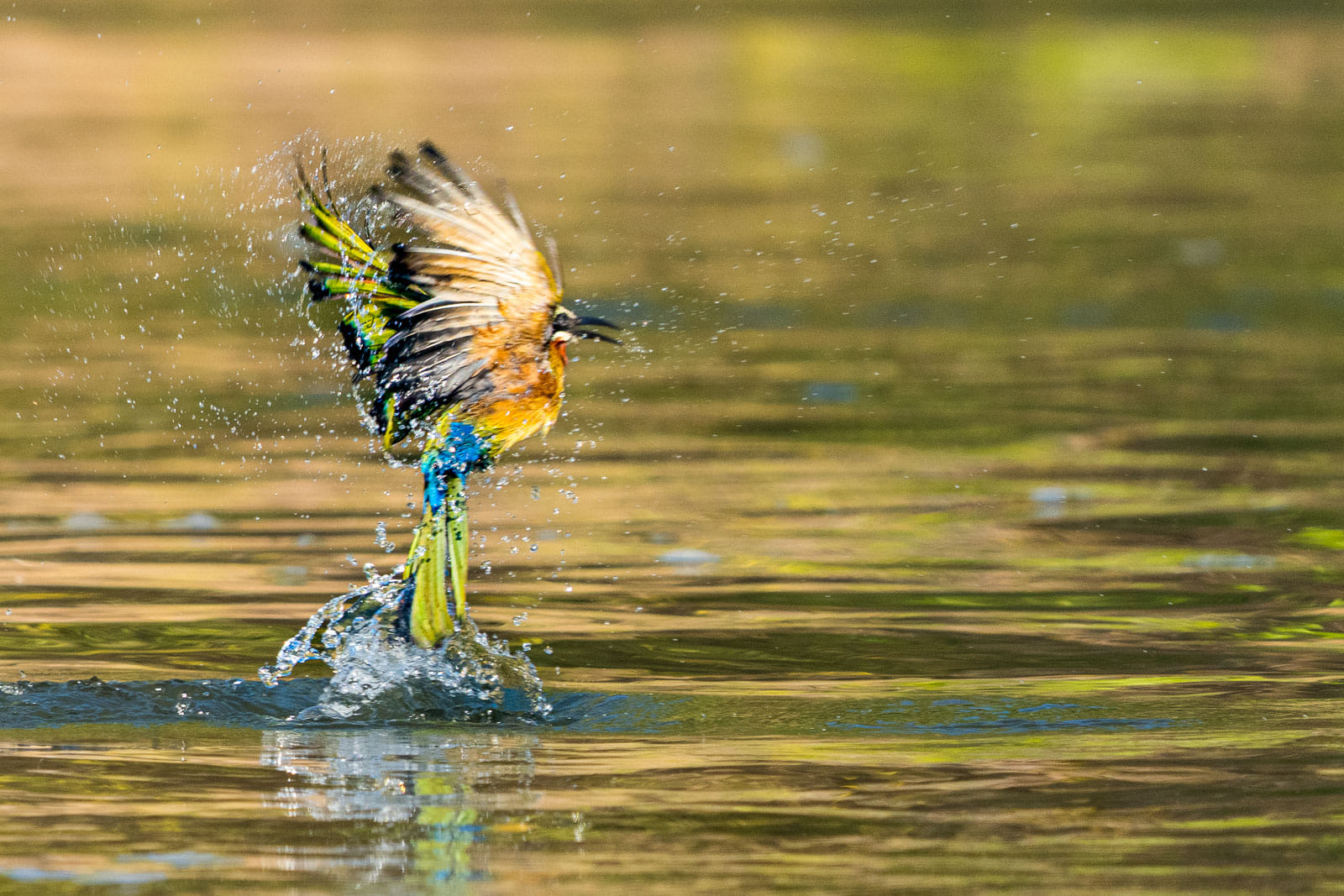 Fotosafari-Sambia-Fotoworkshop-2