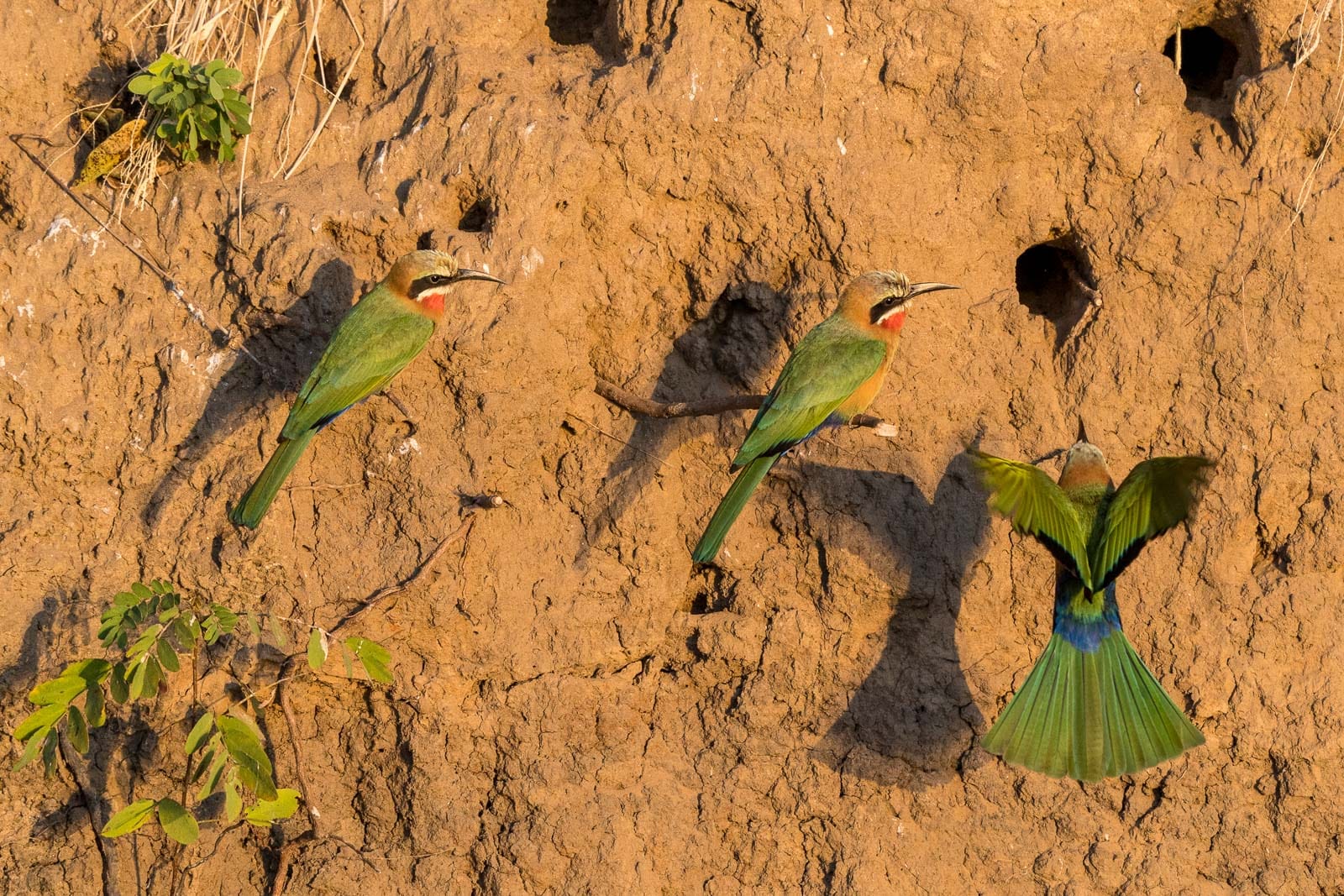 Fotosafari-Sambia-Fotoworkshop-21