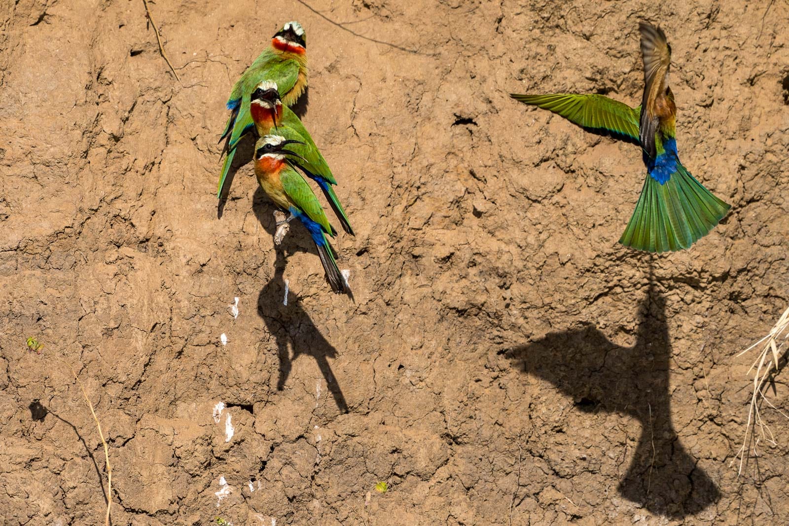 Fotosafari-Sambia-Fotoworkshop-3