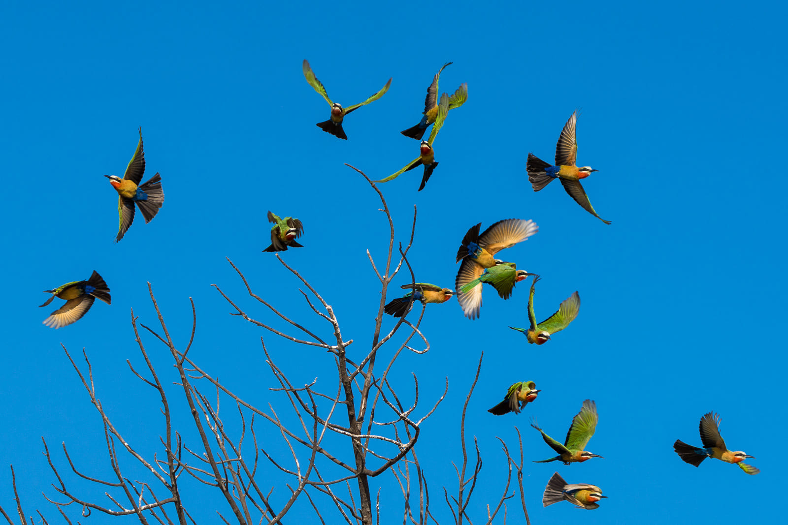 Fotosafari-Sambia-Fotoworkshop-7