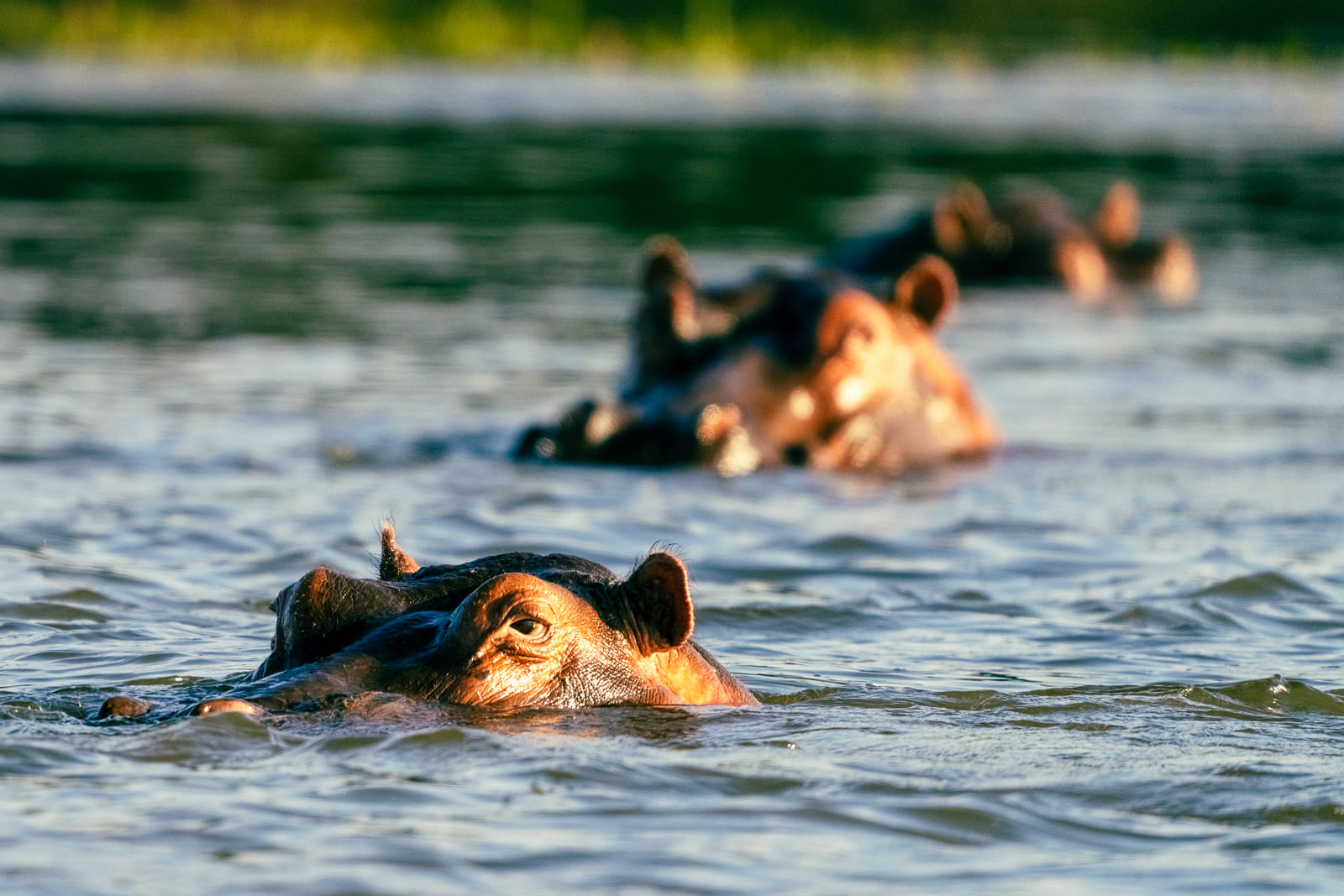 Fotosafari-Sambia-Hippos-6
