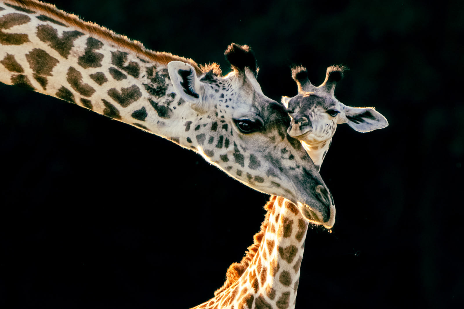 Hier in Sambia gibt es zahlreiche Tierarten, die uns rund um die Uhr als Fotomodelle zur Verfügung stehen.