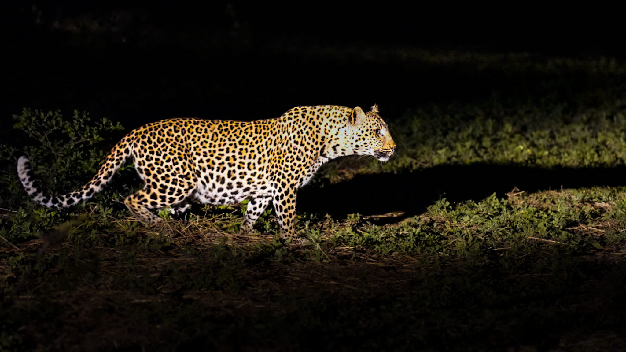 Wir haben heute Abend fünf Löwinnen gesehen, die sehr aktiv und agil auf der Suche nach ihrer nächsten Mahlzeit waren.