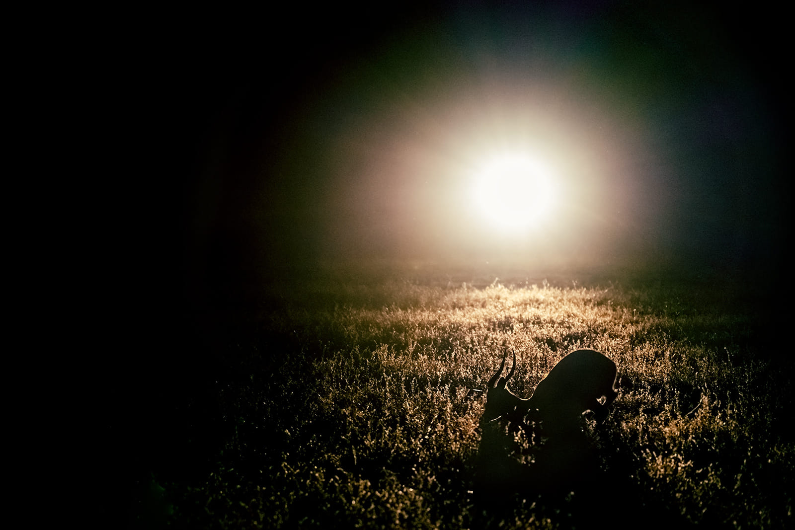 Eines davon ist das Fotografieren in der Dunkelheit. Wir können hier an jedem Abend durch die Wildnis fahren und fotografieren.