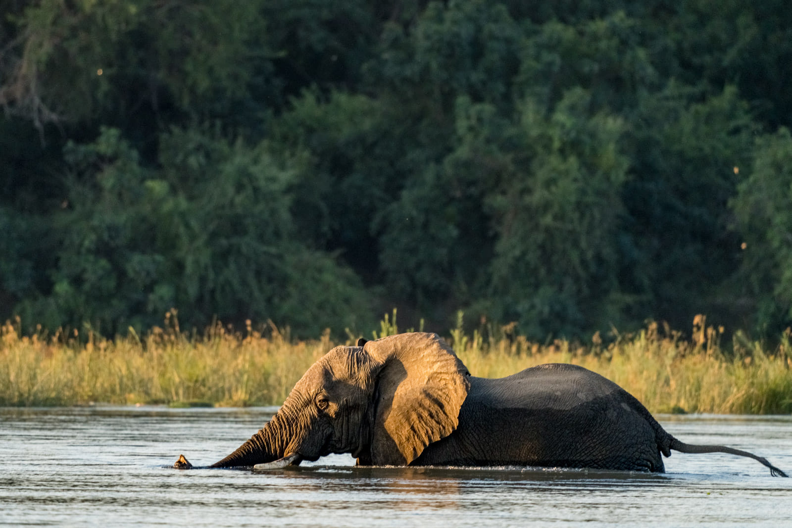 Fotosafari-Sambia-Tierfotografie-10