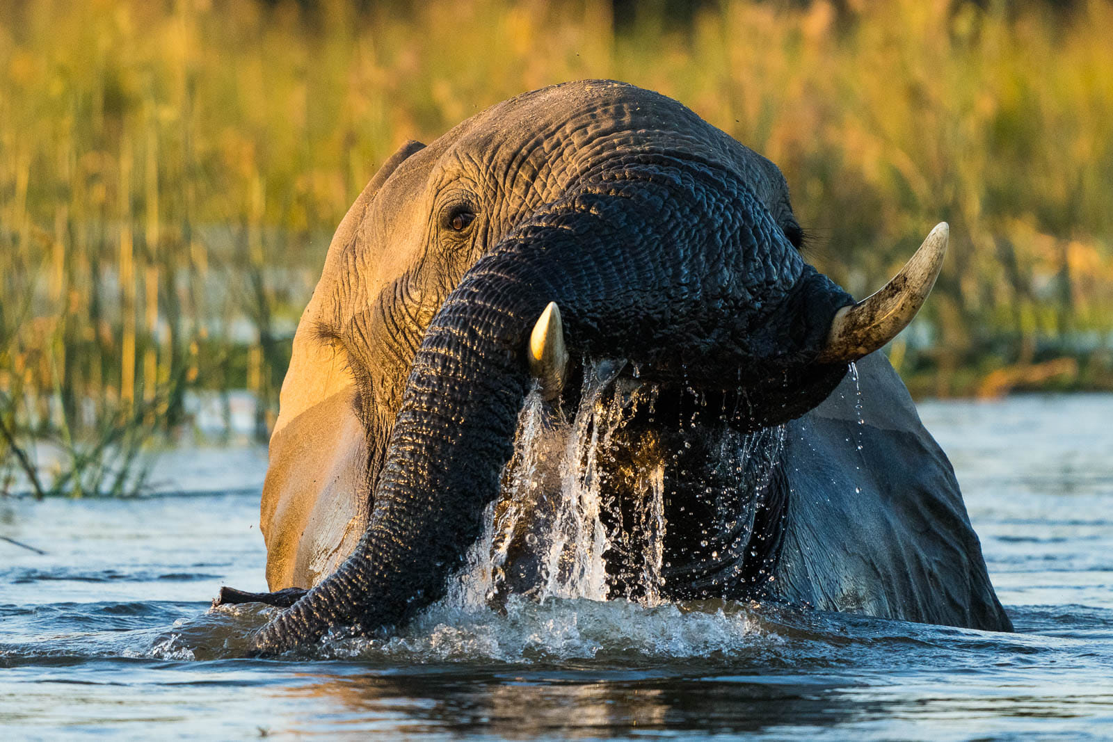 Fotosafari-Sambia-Tierfotografie-11