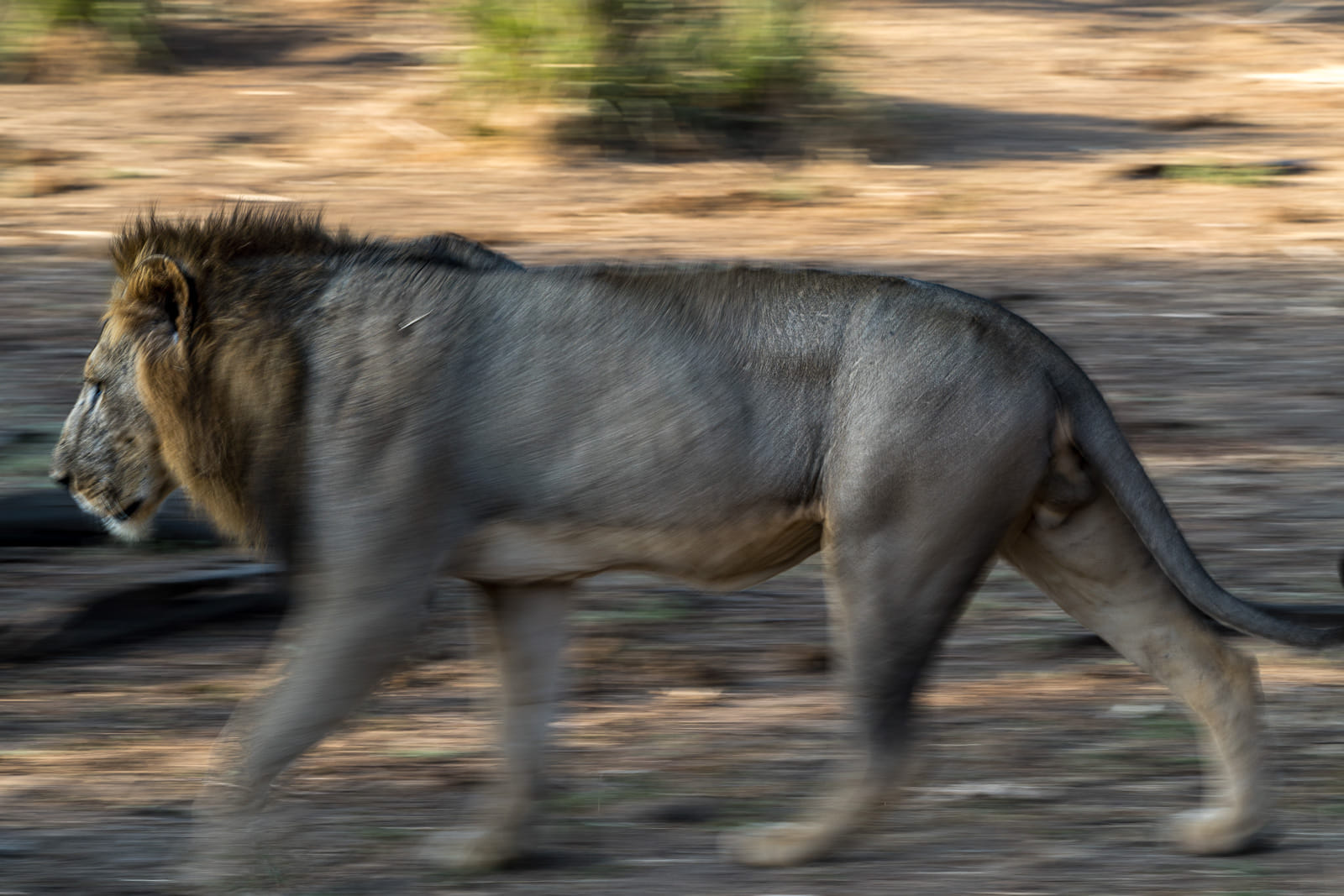 Fotosafari-Sambia-Tierfotografie-14