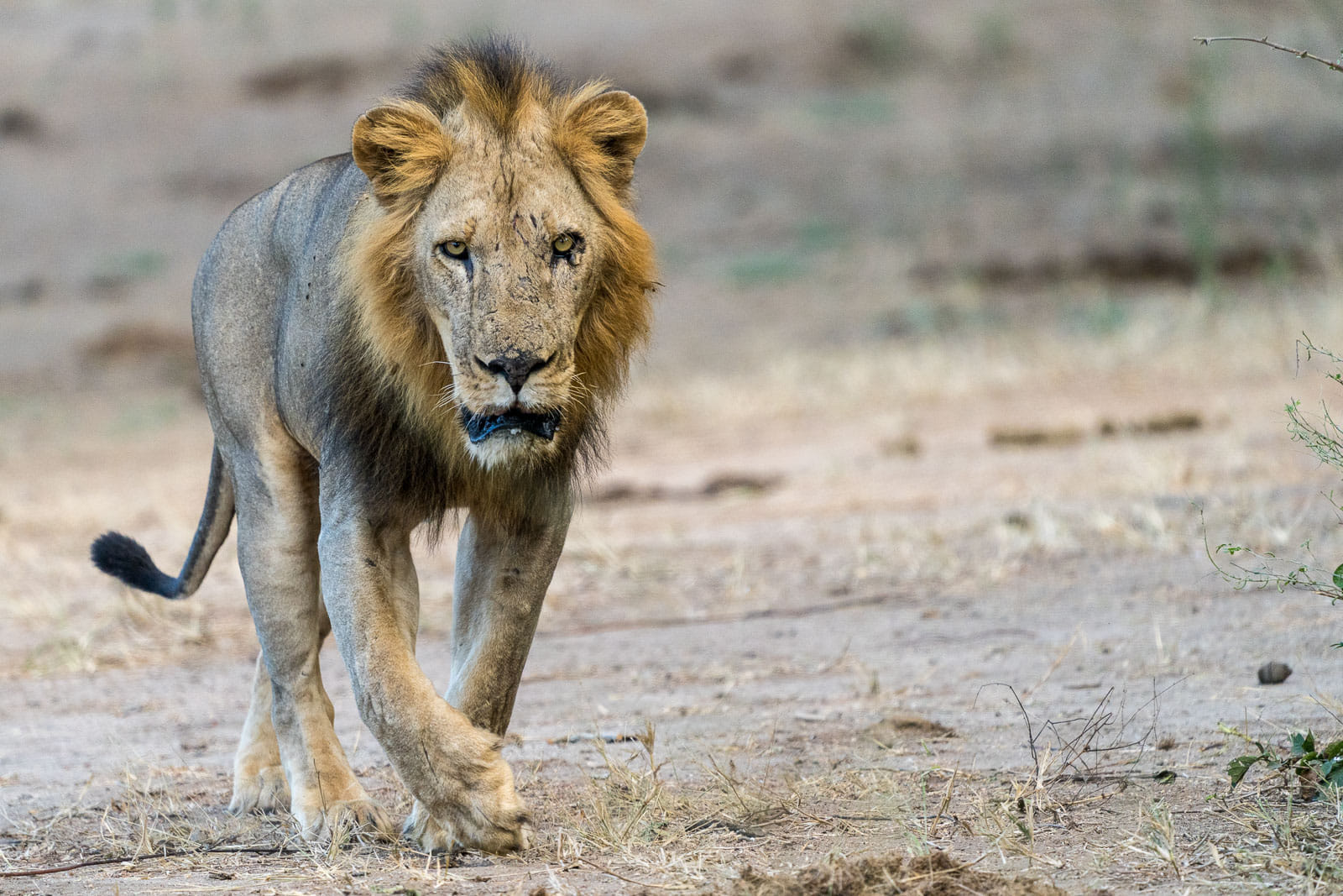 Fotosafari-Sambia-Tierfotografie-16