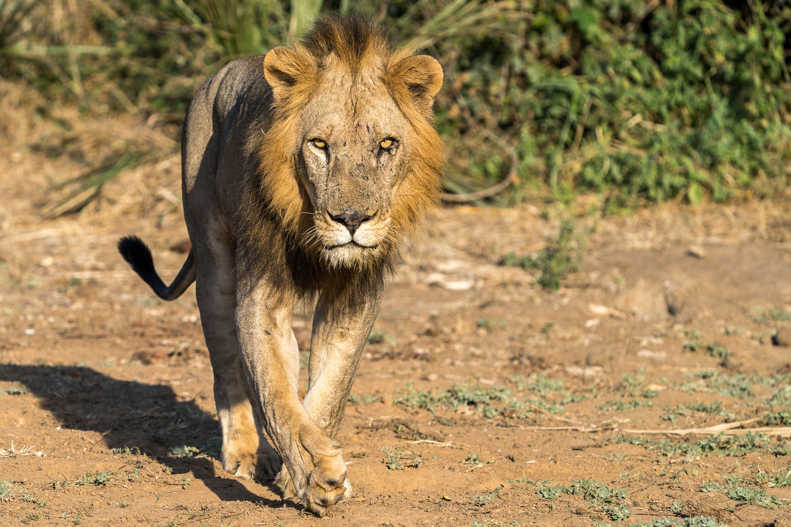Fotosafari-Sambia-Tierfotografie-17