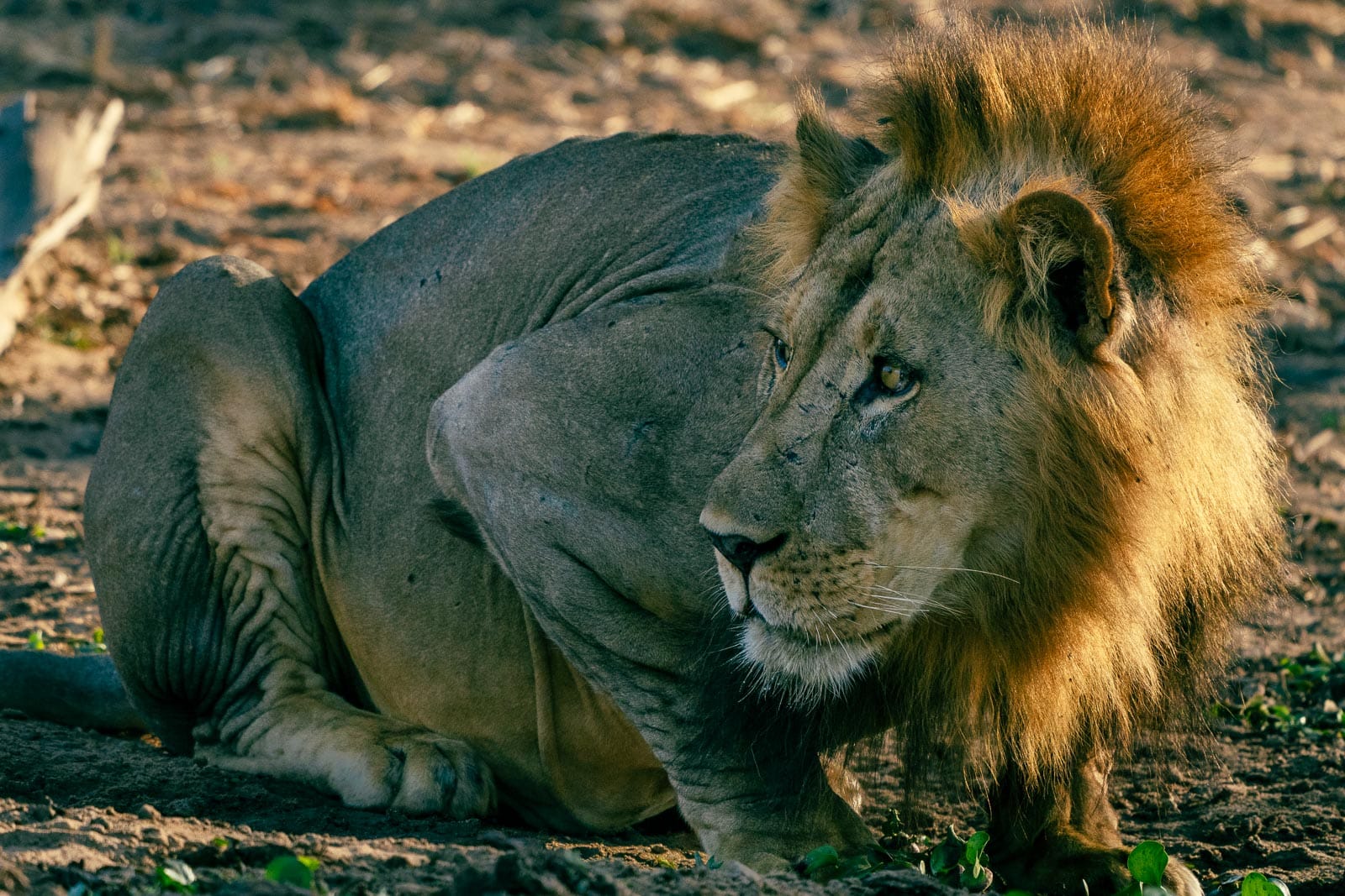 Fotosafari-Sambia-Tierfotografie-19