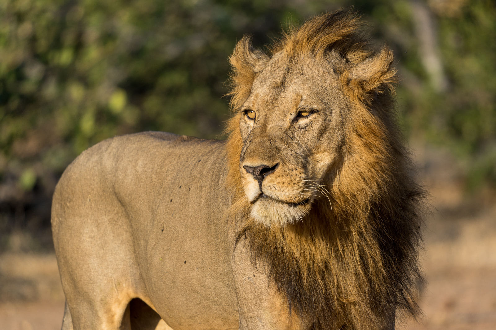 Bald kommt unser Charterflugzeug hierher in Zambezi Nationalpark und bringt uns nach Lusaka. Von dort aus fliegen wir dann zurück nach Europa.