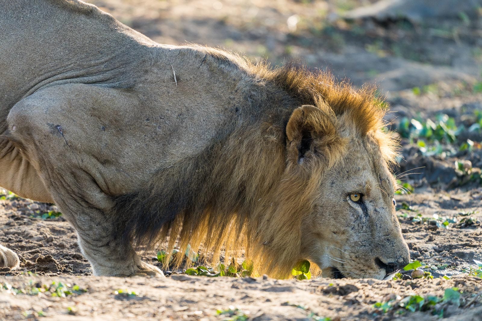 Fotosafari-Sambia-Tierfotografie-20