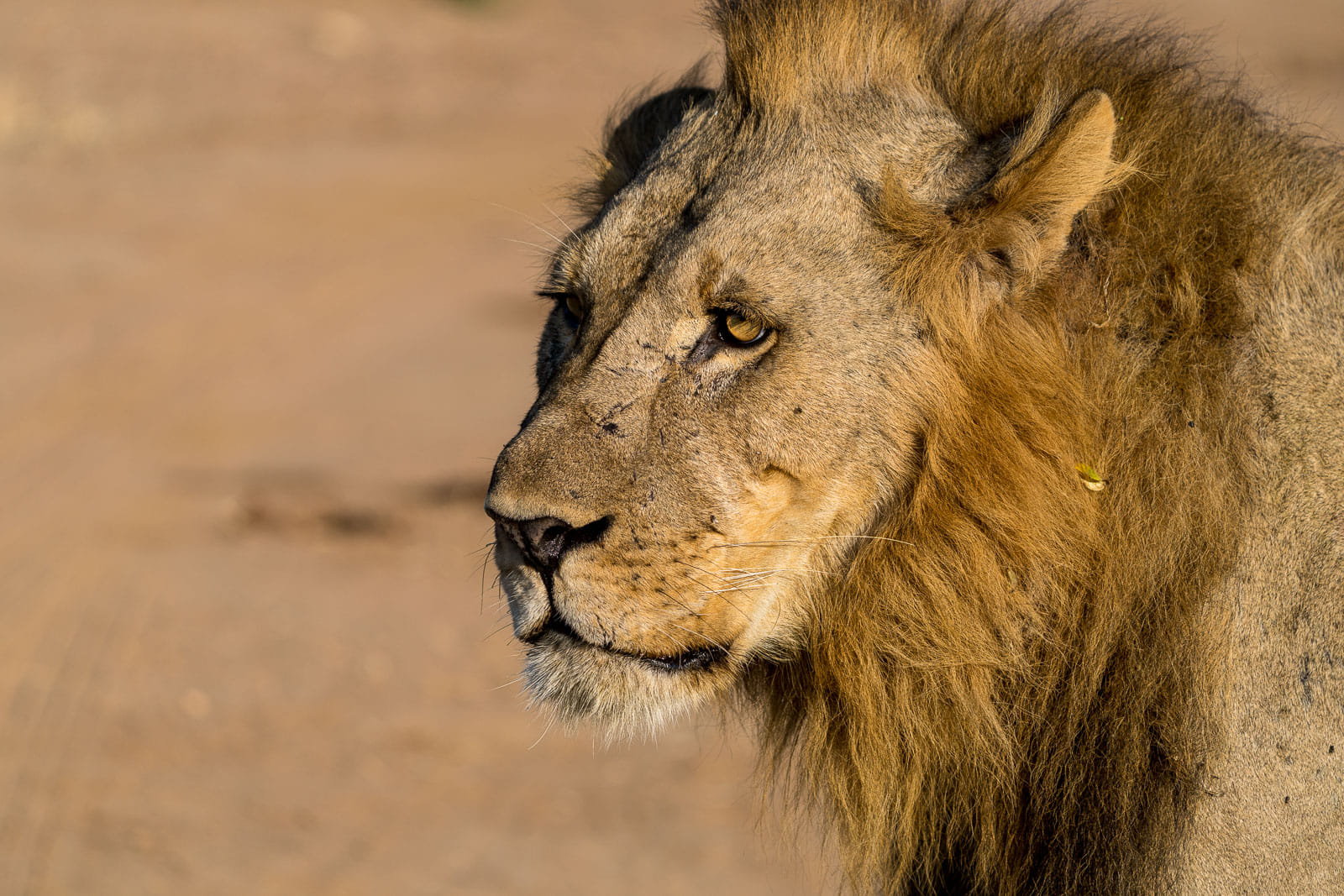 Fotosafari-Sambia-Tierfotografie-21