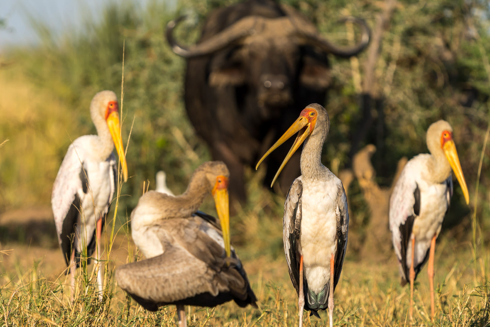 Fotosafari-Sambia-Tierfotografie-3