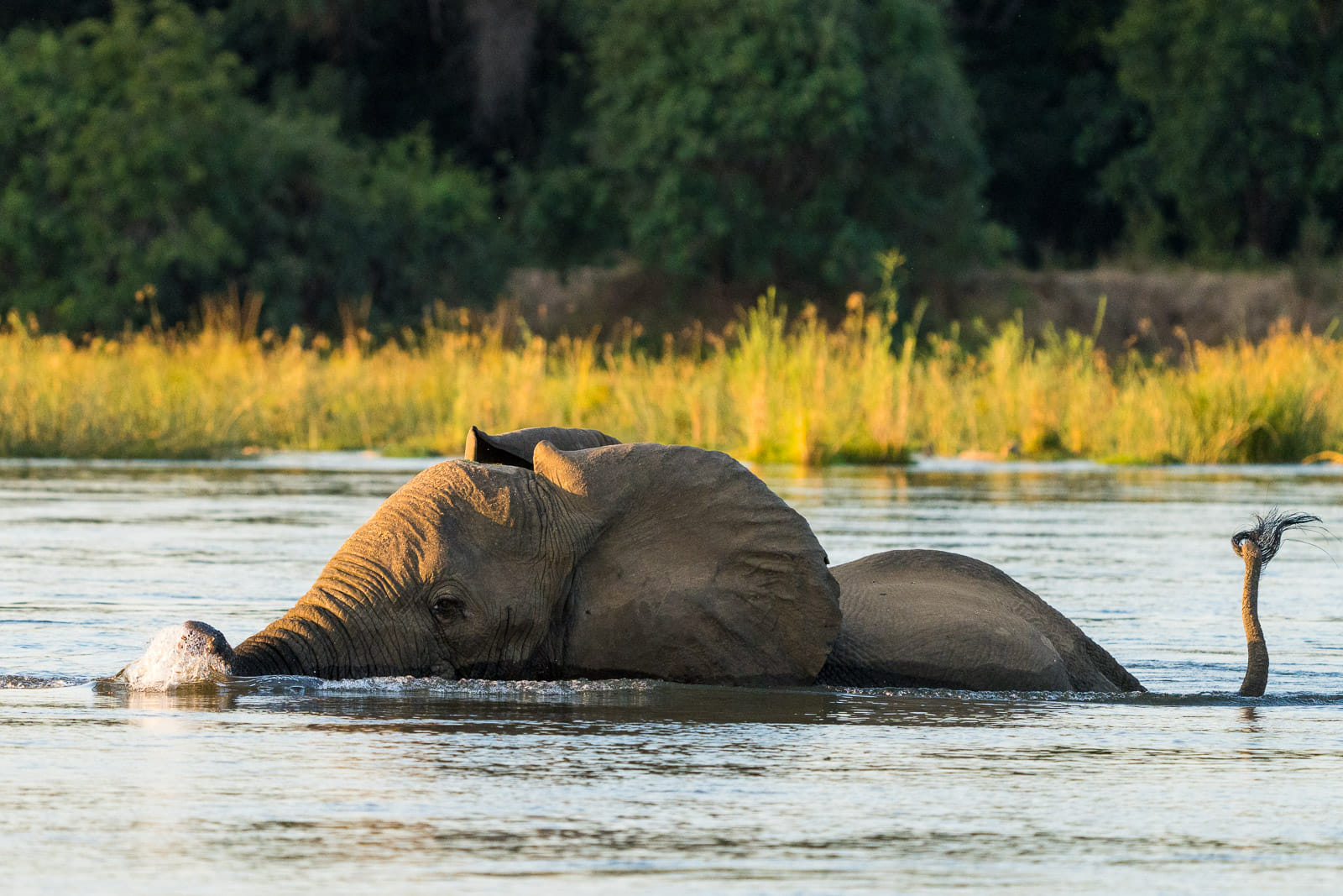 Fotosafari-Sambia-Tierfotografie-5