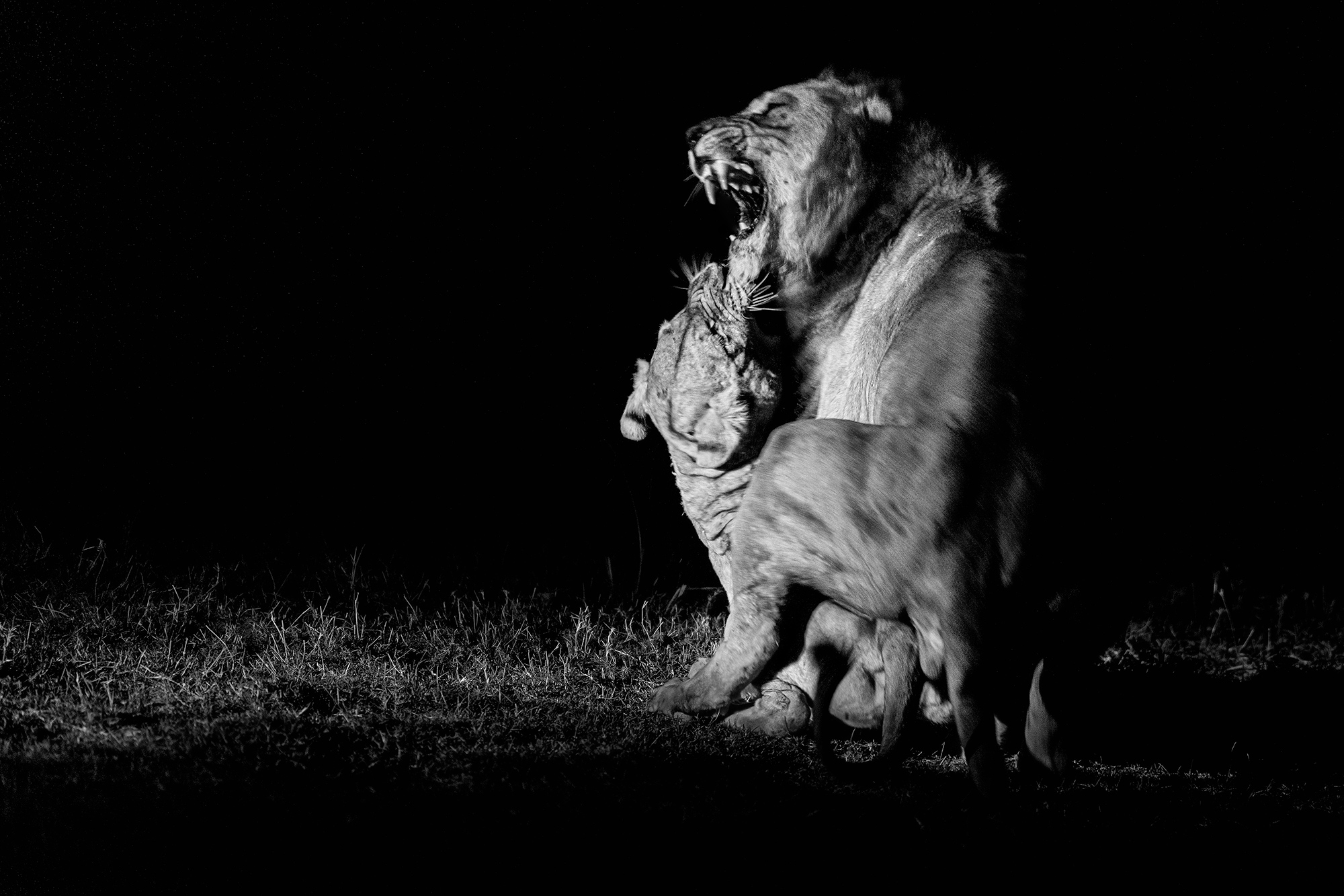 Löwenpaarung in der Nacht. Fotografiert auf einer Fotoreise durch Sambia mit Benny Rebel Fotosafaris GmbH.