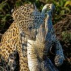 Deine letzte Chance auf unsere legendäre Brasilien-Fotosafari – eine Tür öffnet sich nach Brasilien