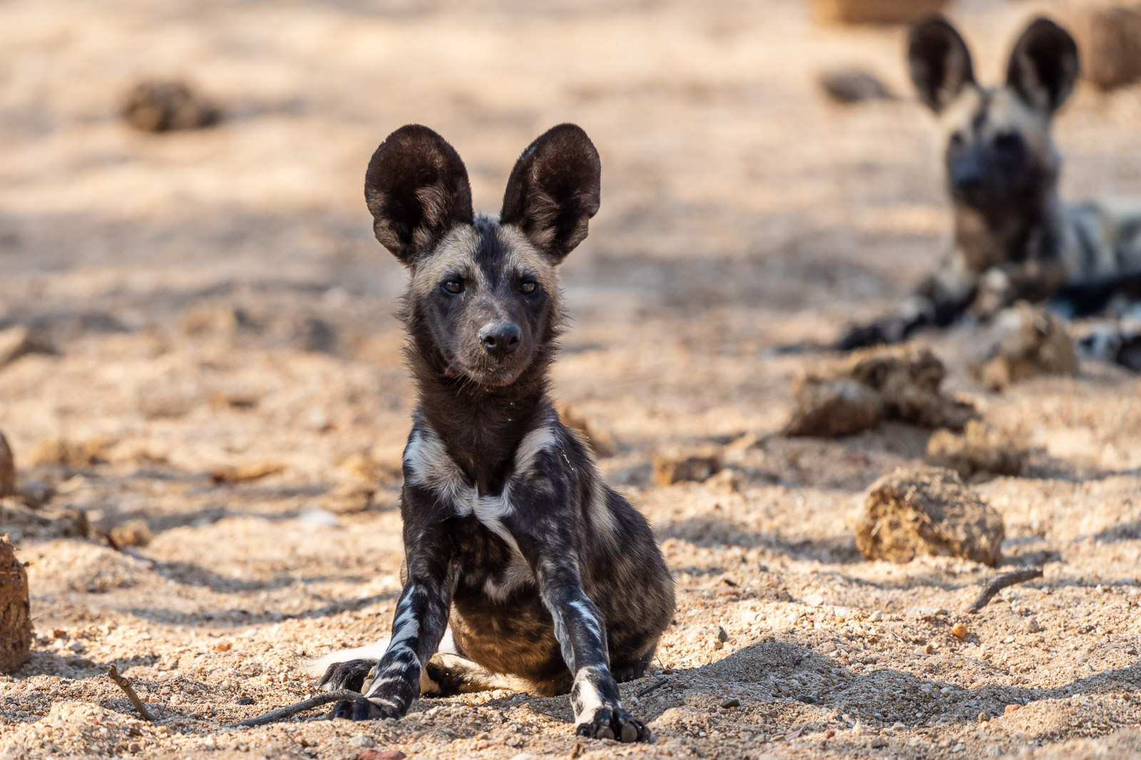 Fotoreise-Windhund-Suedafrika-10