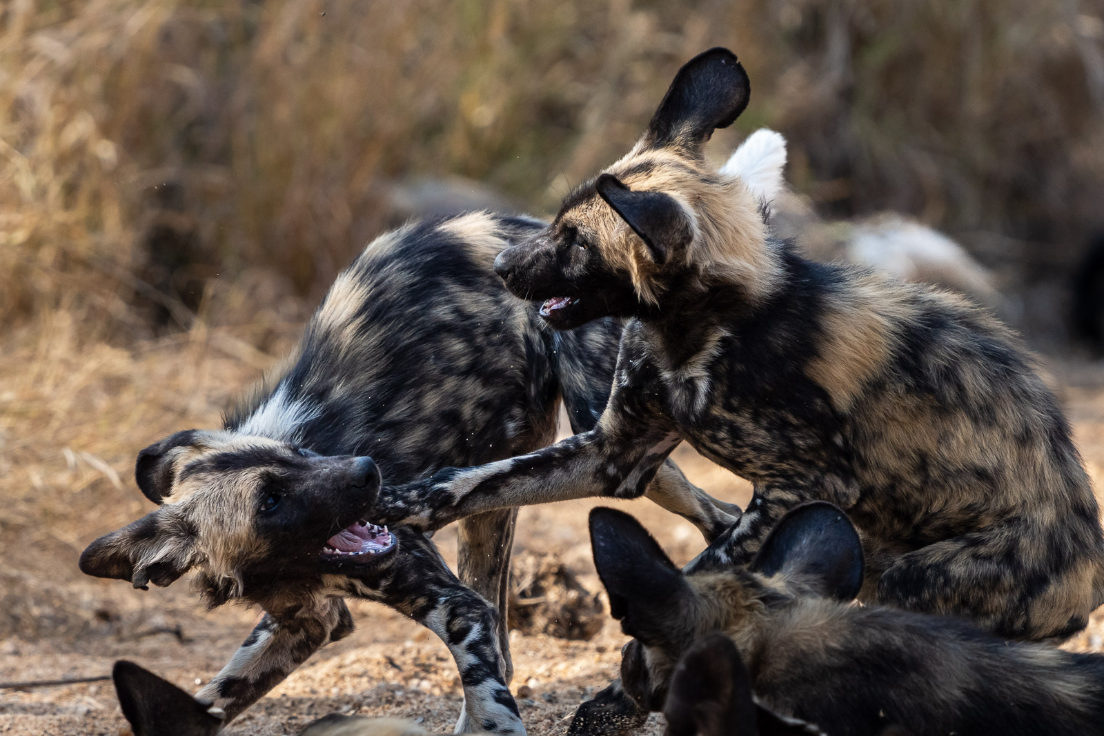 Fotoreise-Windhund-Suedafrika-18