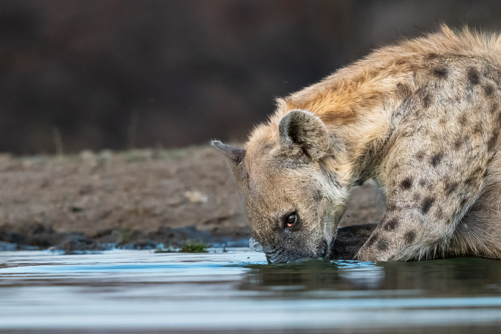 Fotosafari-Suedafrika-Hyaene-2