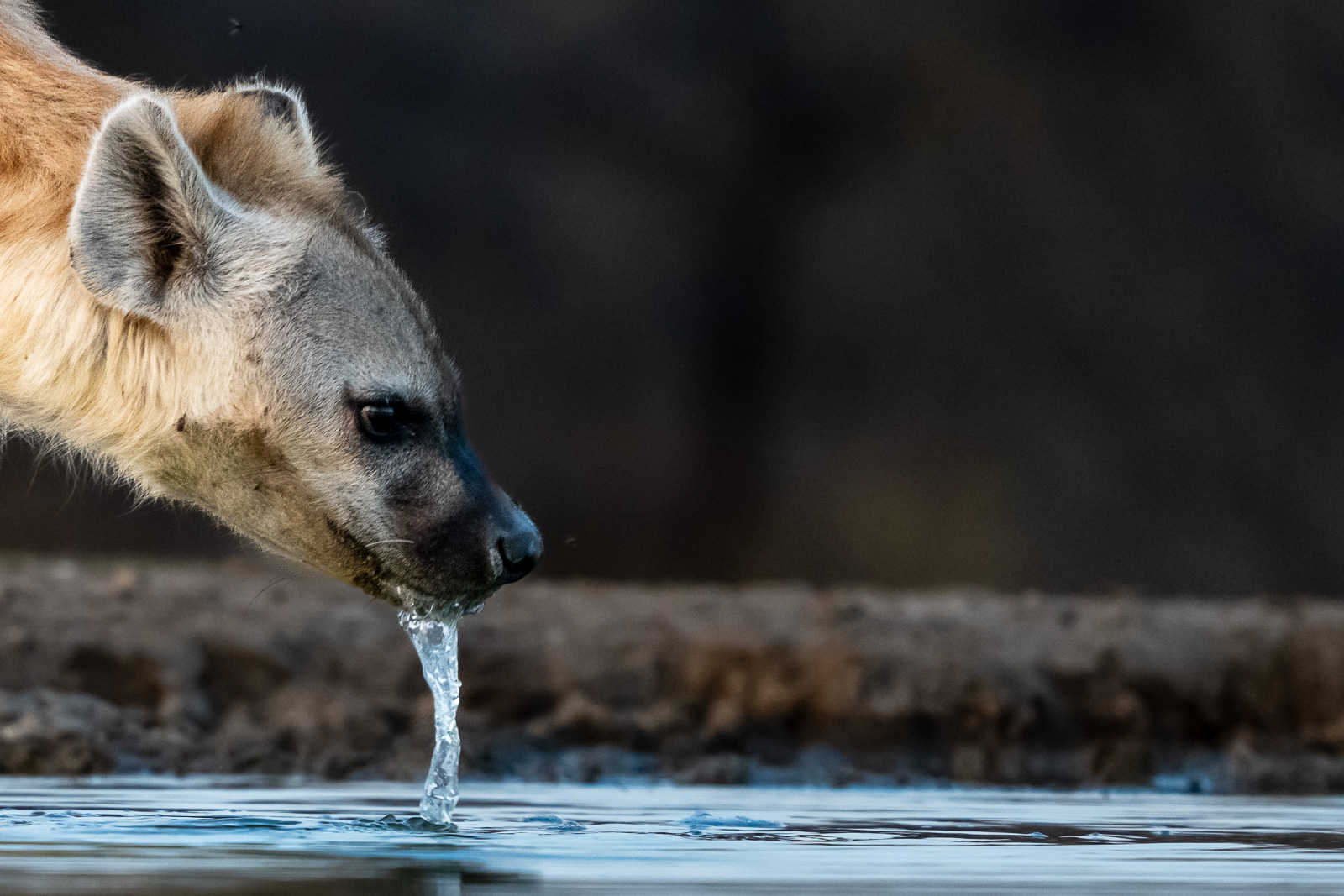 Fotosafari-Suedafrika-Hyaene-3