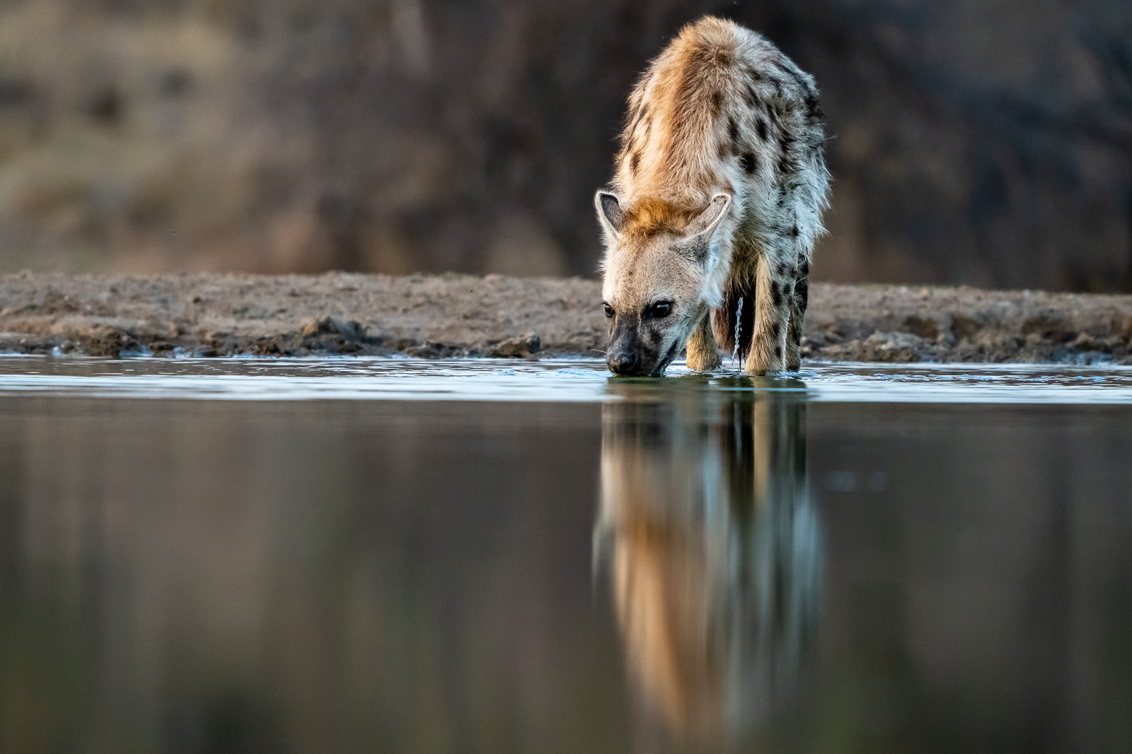 Fotosafari-Suedafrika-Hyaene-5