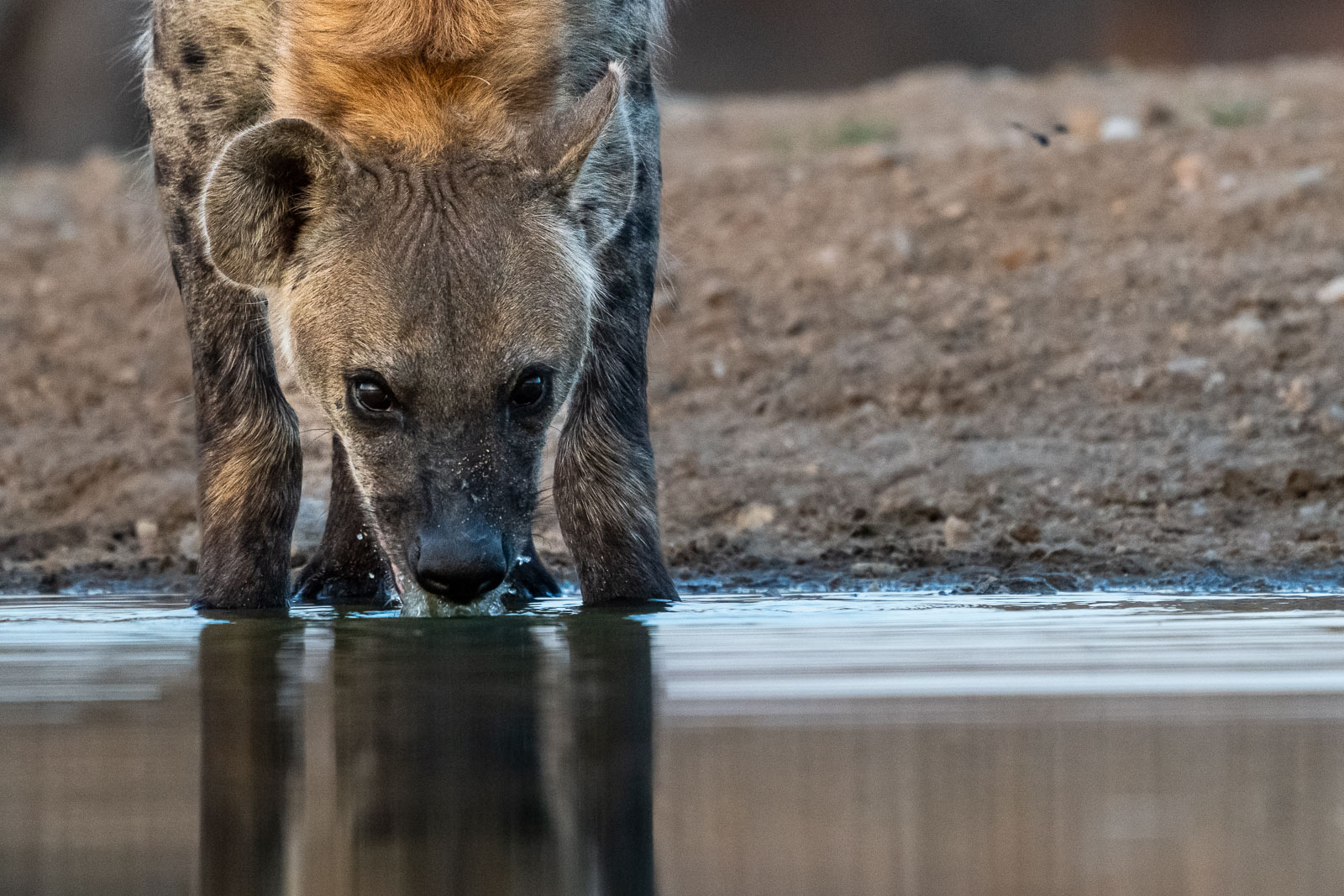 Fotosafari-Suedafrika-Hyaene-7