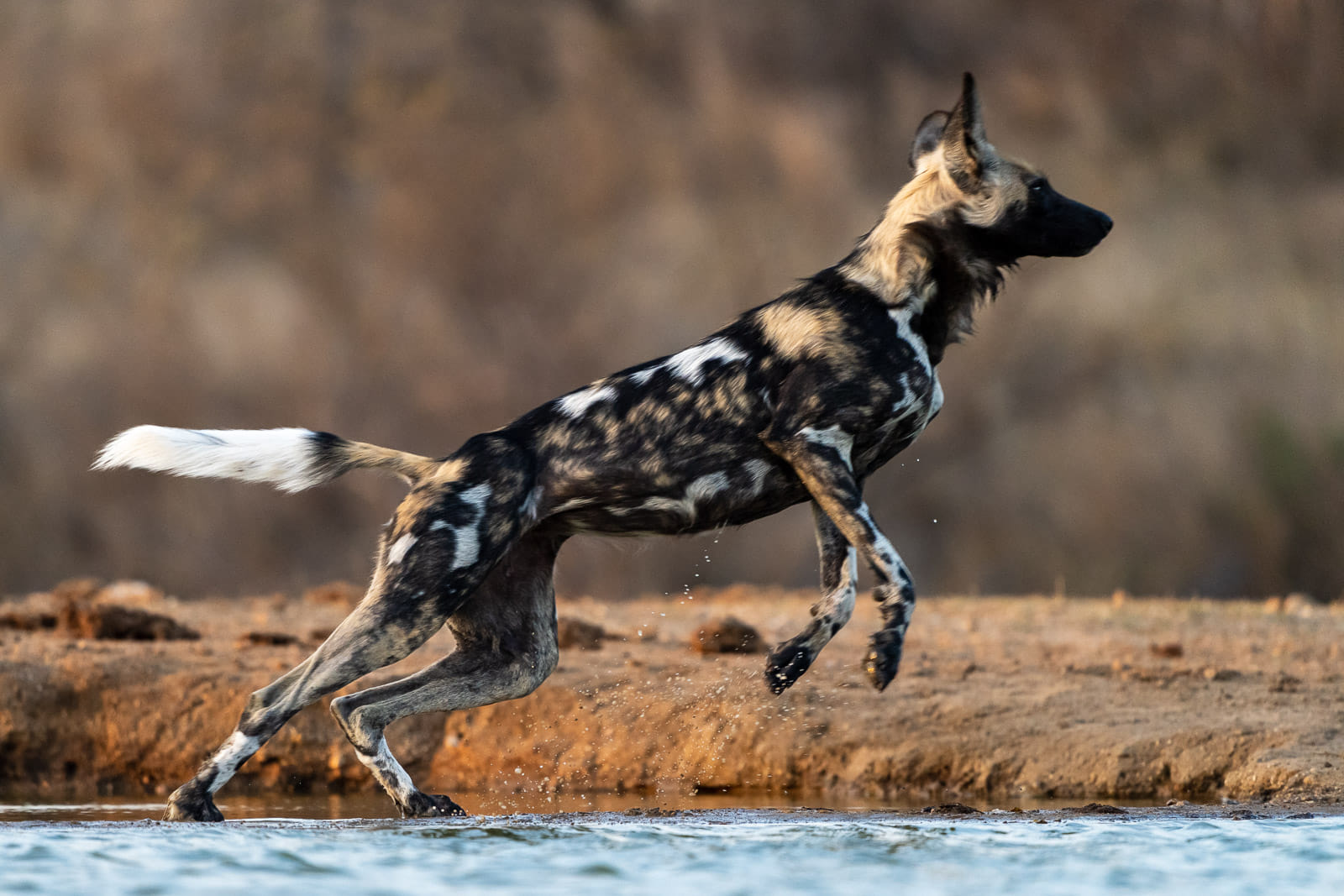 Fotosafari-Windhund-Suedafrika-6