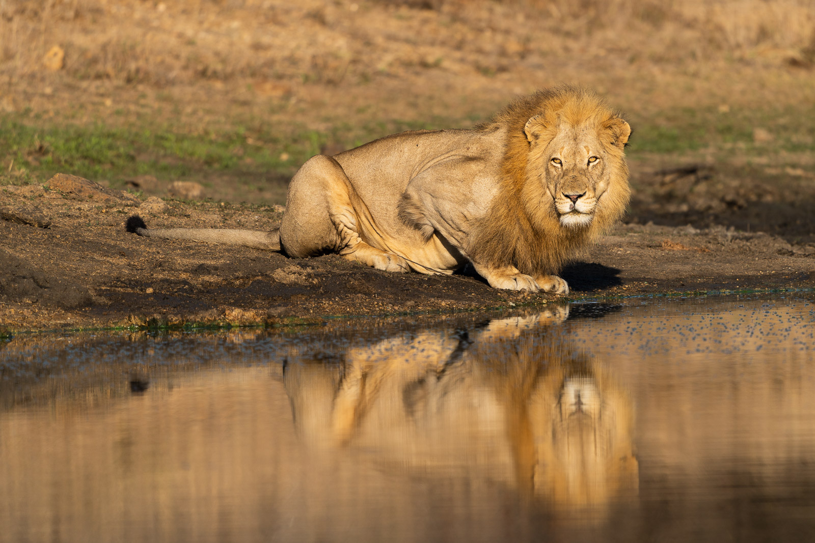 Loewe-Fotosafari-Suedafrika-3