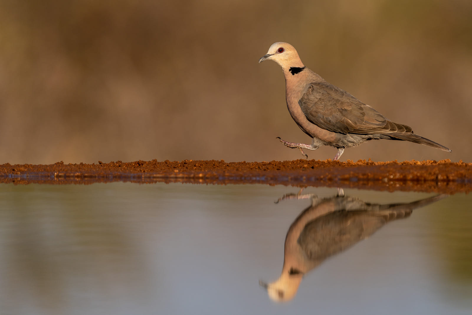 Tierfotografie-Suedafrika-Fotosafari-15