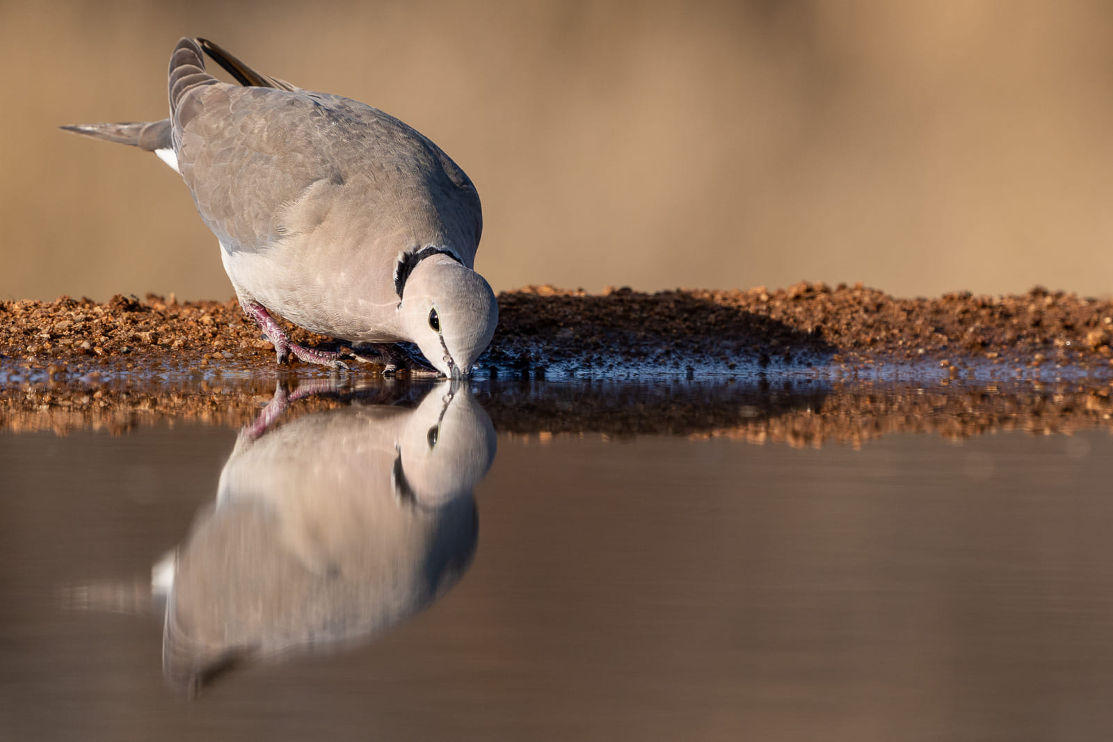 Tierfotografie-Suedafrika-Fotosafari-5