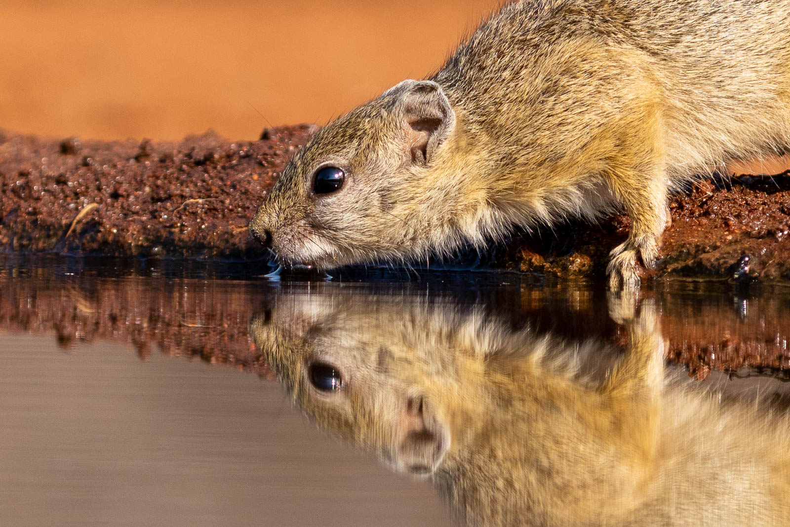 Vogelfotografie-Suedafrika-Fotosafari-1