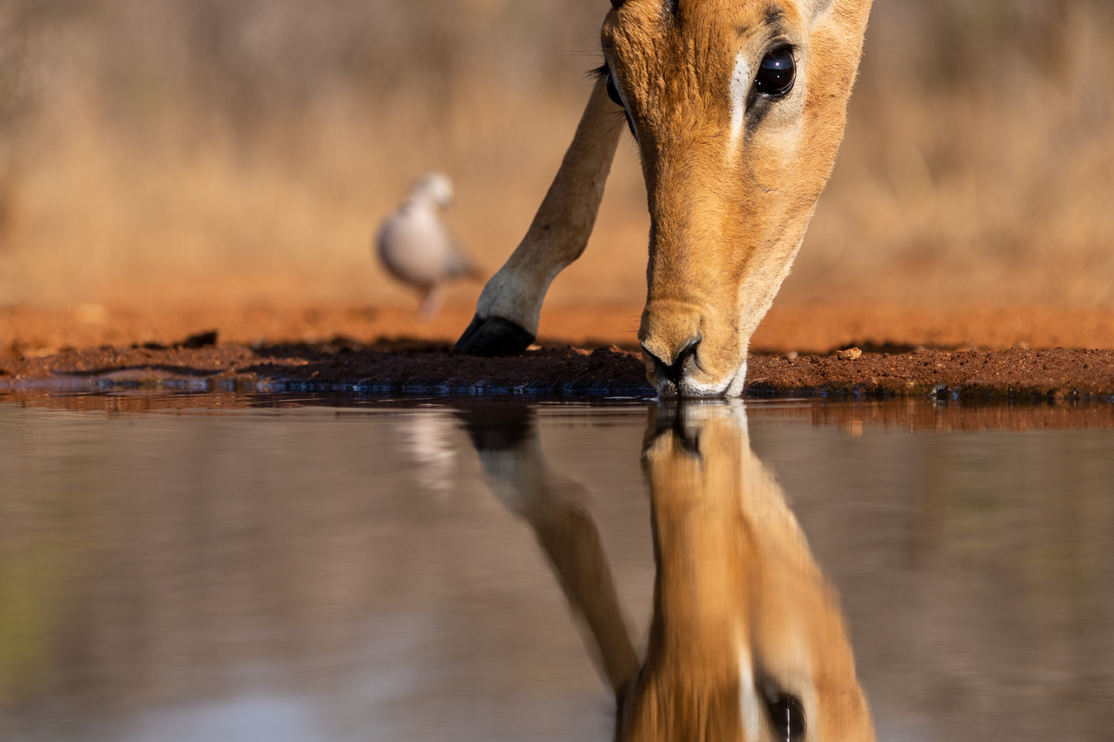 Vogelfotografie-Suedafrika-Fotosafari-2
