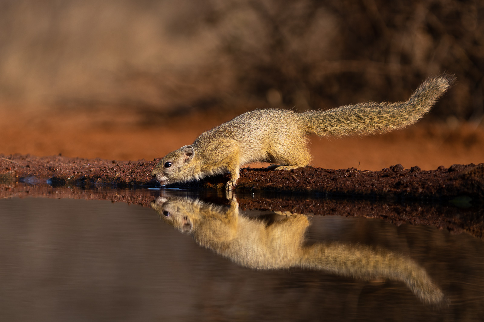 Vogelfotografie-Suedafrika-Fotosafari-20