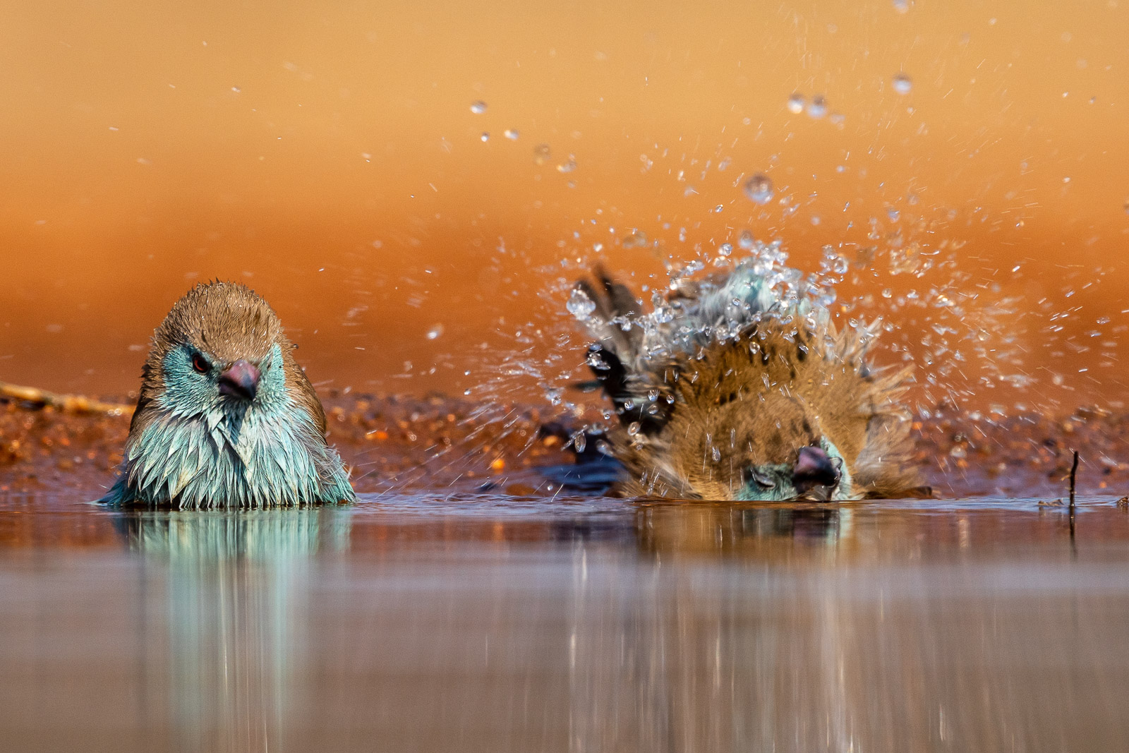 Vogelfotografie-Suedafrika-Fotosafari-5