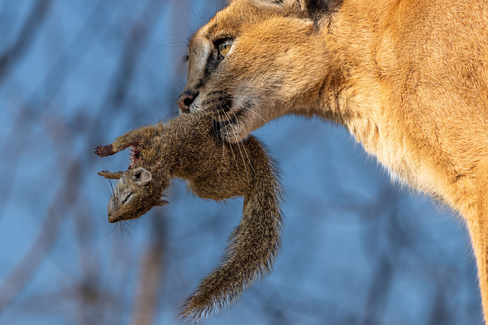 Hier in Südafrika haben unsere Fotografen jedes Jahr die Gelegenheit gehabt, einen Karakal fotografieren zu können.
