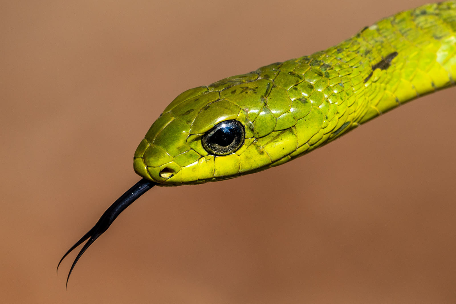 Suedafrika-Tierfotografie-Fotoworkshop-2