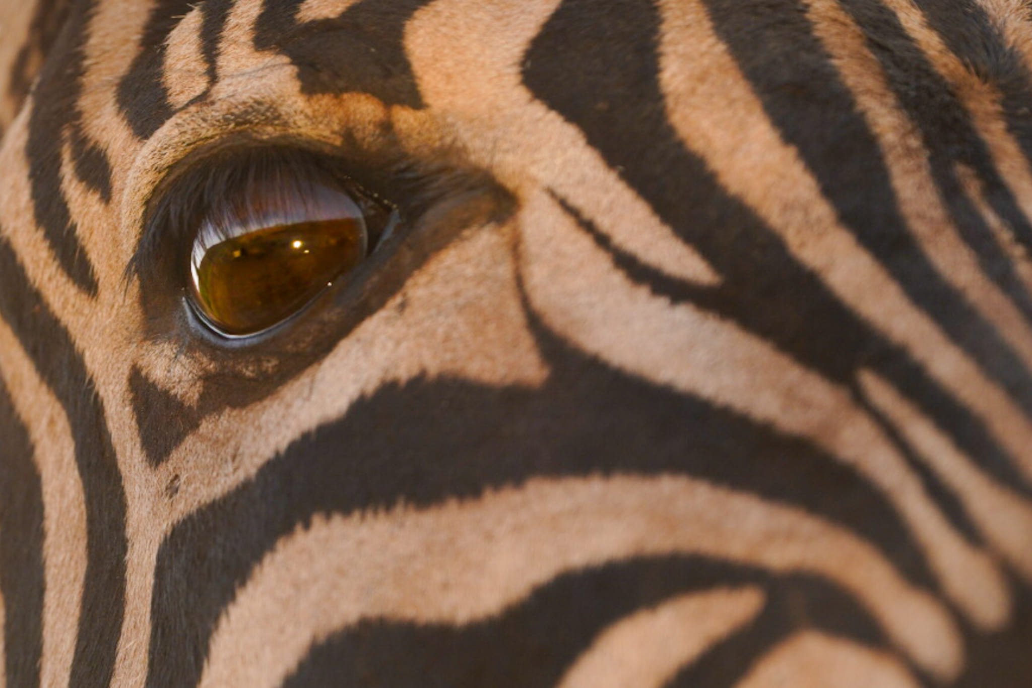 Fotoreise-Zebra-Suedafrika-1