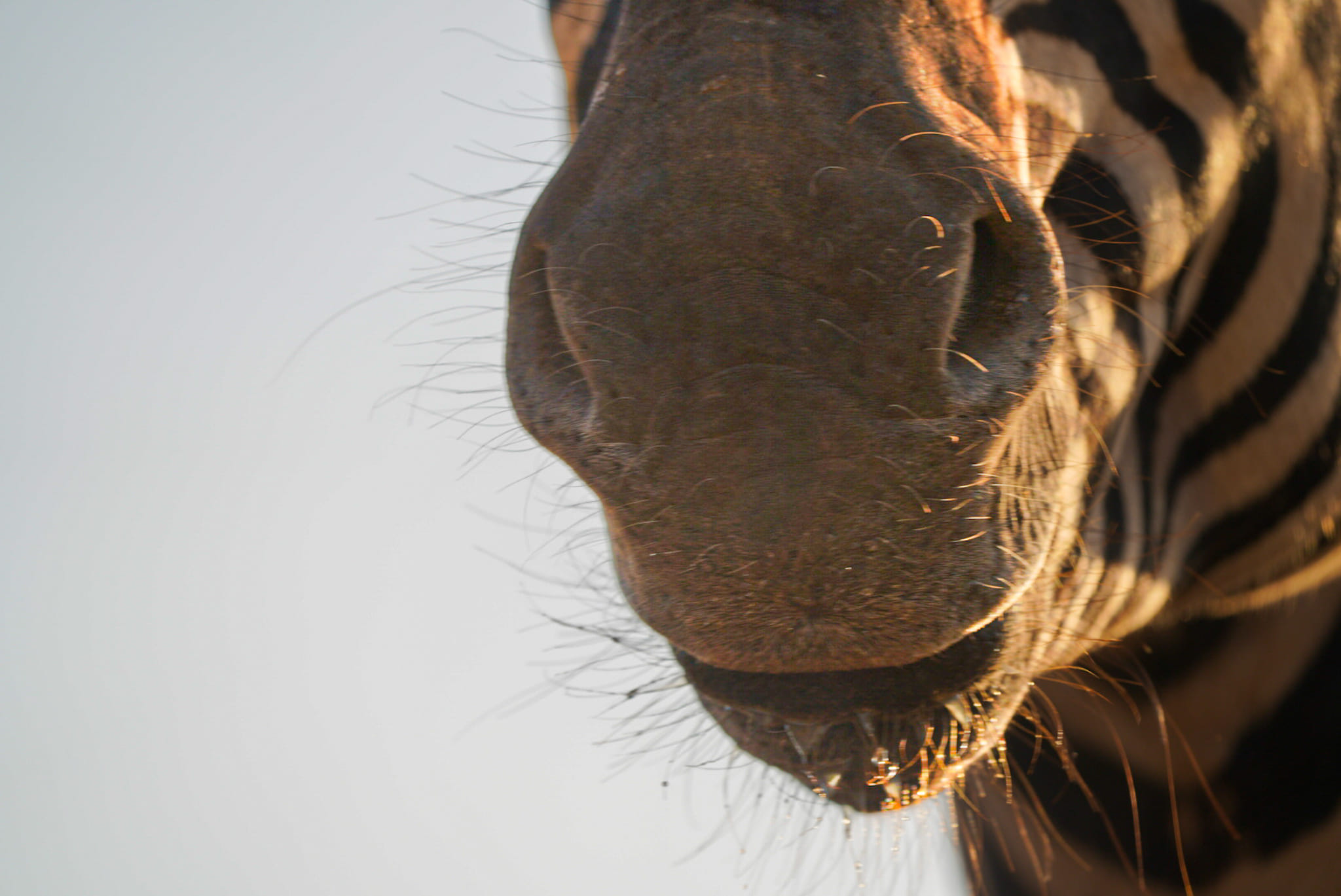 Fotoreise-Zebra-Suedafrika-2