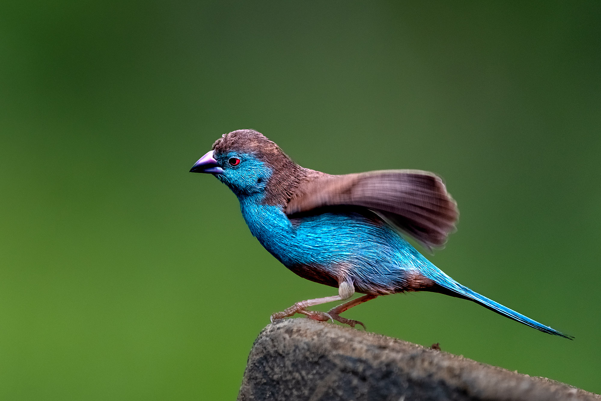 Schmetterlinkfink fotografiert aus einem Fotoversteck heraus auf einer Fotoreise in Südafrika.