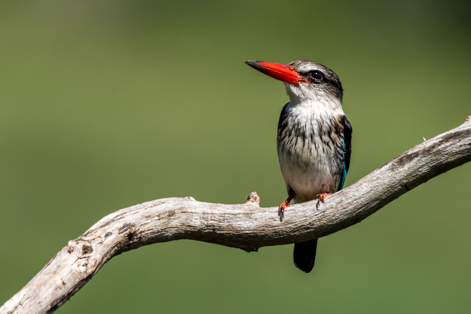 Zululand-Suedafrika-2022-045